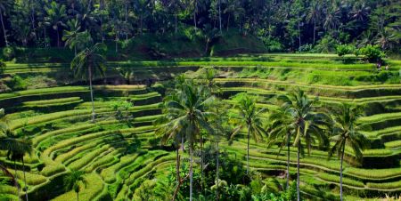 tegallalang ricefields