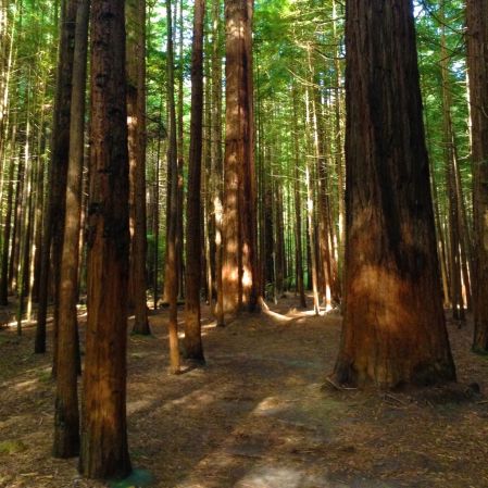 Whakarewarewa forest