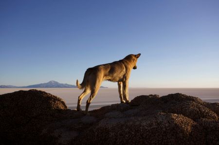 Le gardien des lieux